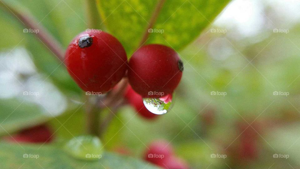 Holly Berry Reflections