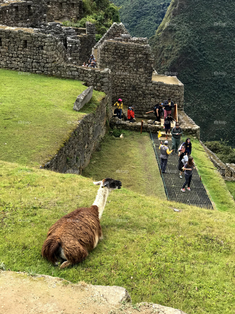 lhama em Machu Picchu no Peru.