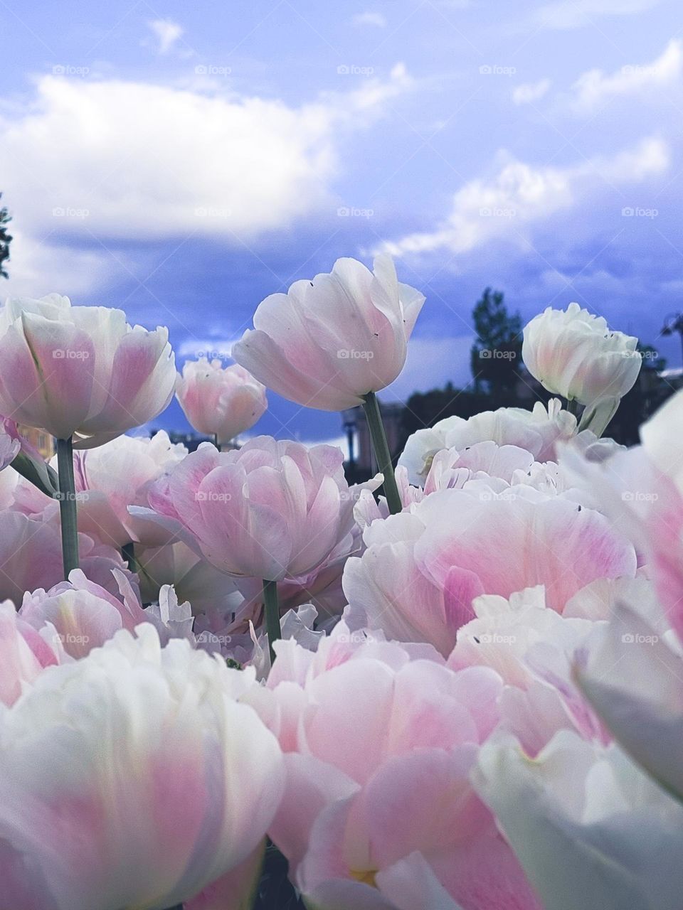 Spring flowers.  A beautiful white-pink tulip in a public park