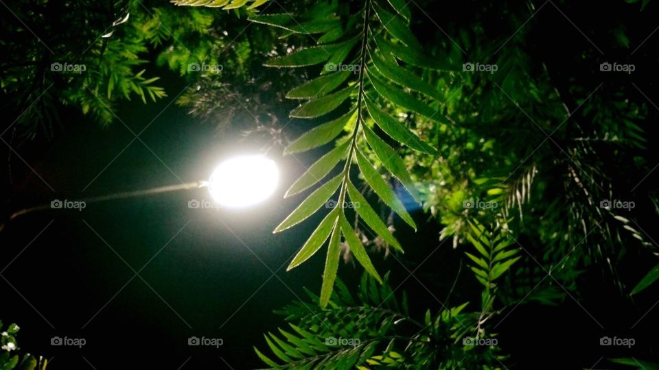 night leaf