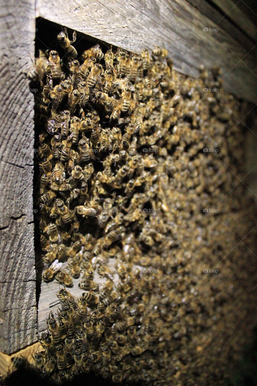 More Bees. Found some bees