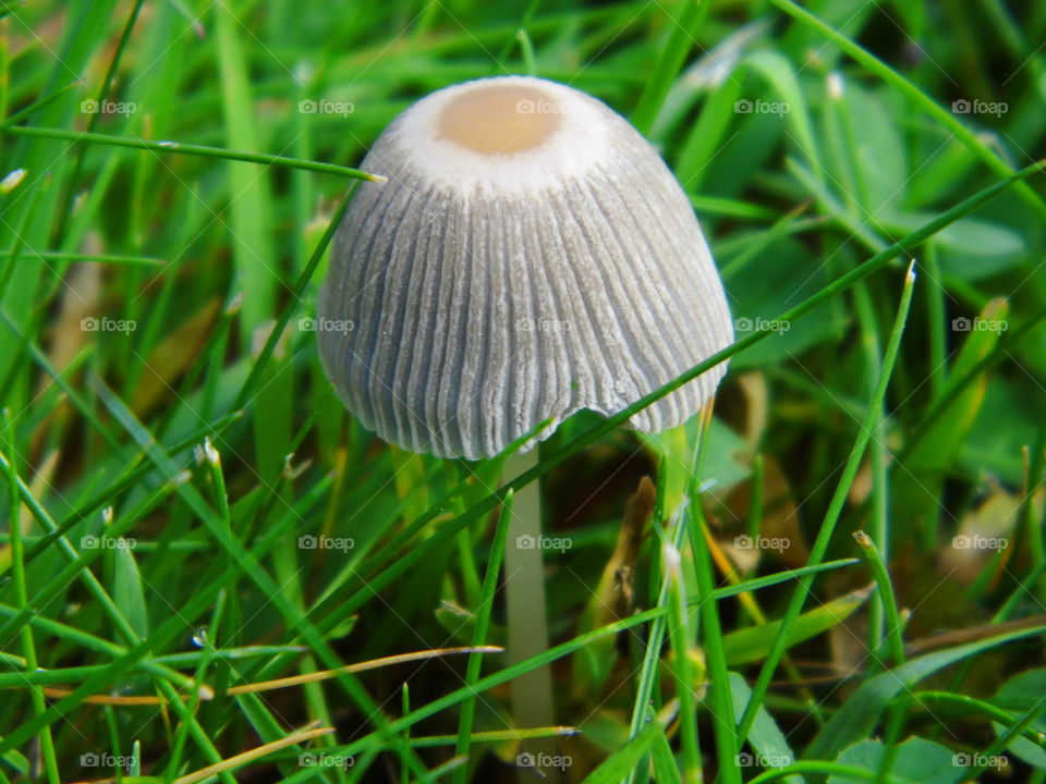 mushrooms in the garden