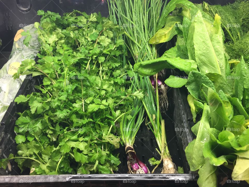 Green, Lush Vegetables at a Local Farm. Copyright © CM  Photography 2019.