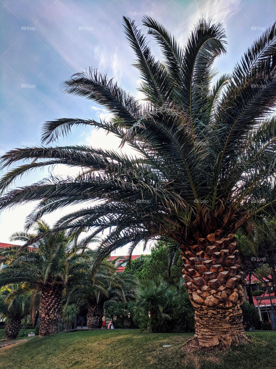 Background of the colorful palm trees against blue sky at the adriatic seaside in Slovenia.