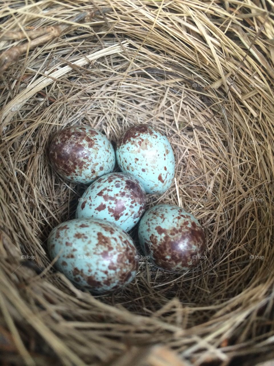 Bird eggs