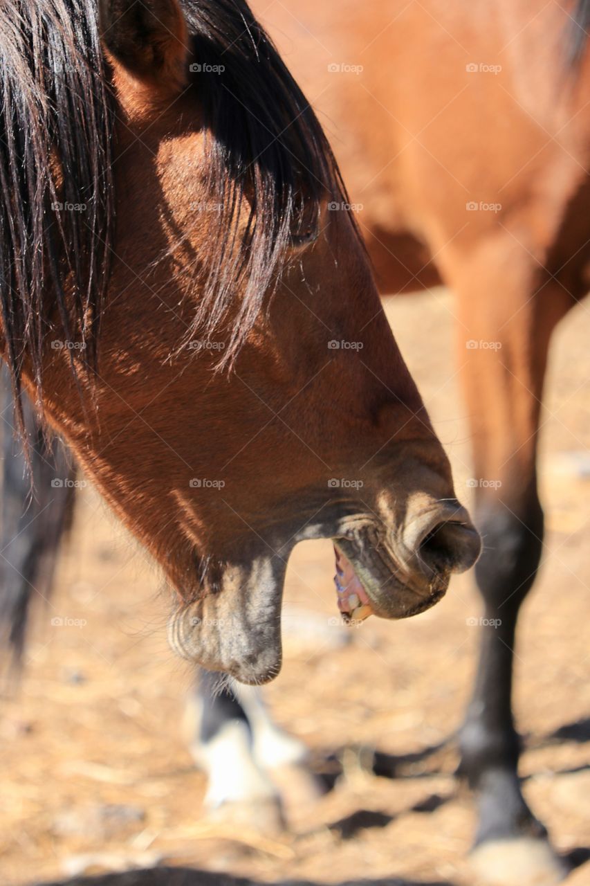 Wild American mustang horse with mouth open profile headshot 