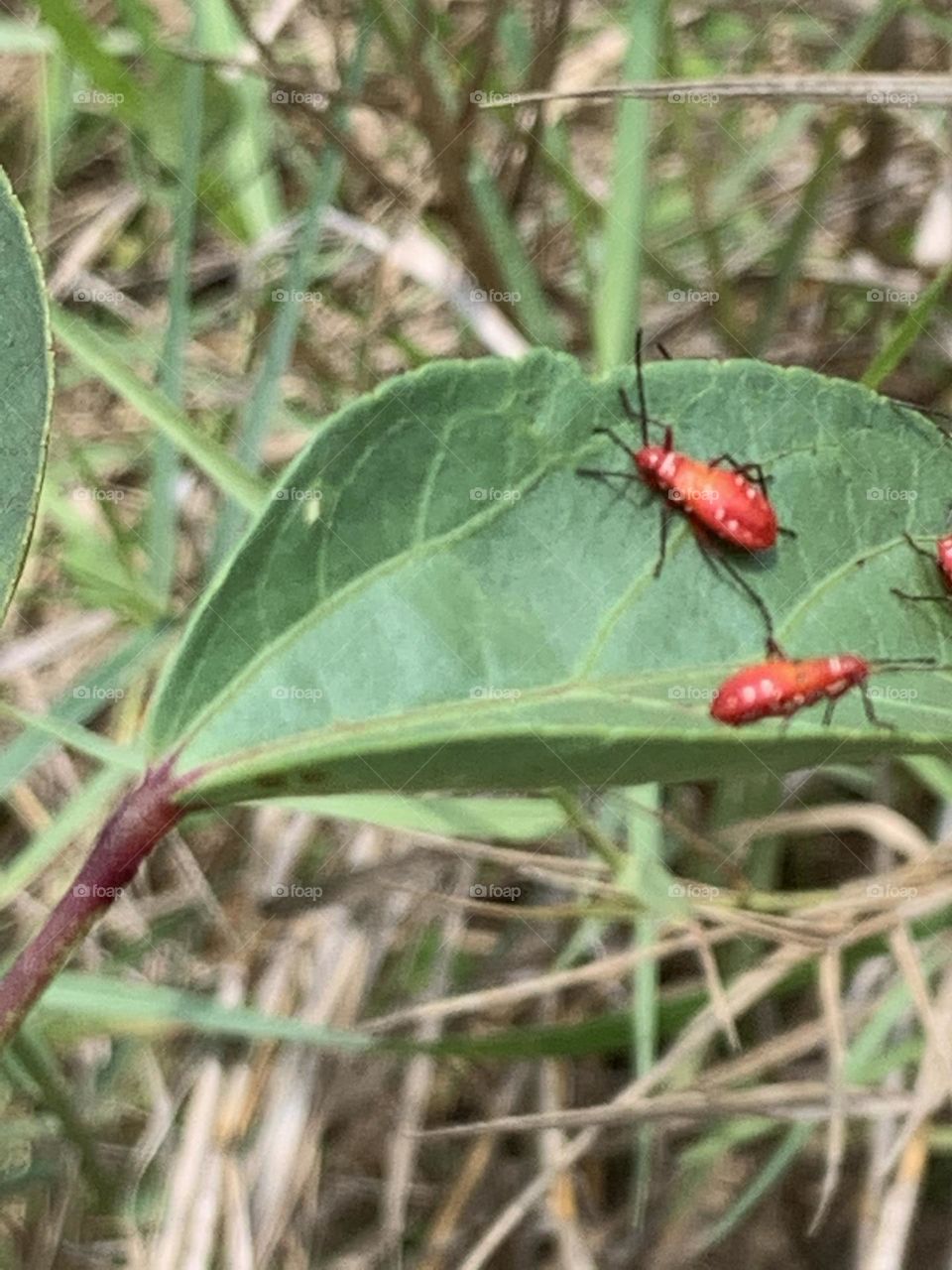 Your Best Macro shot, My garden (Countryside)