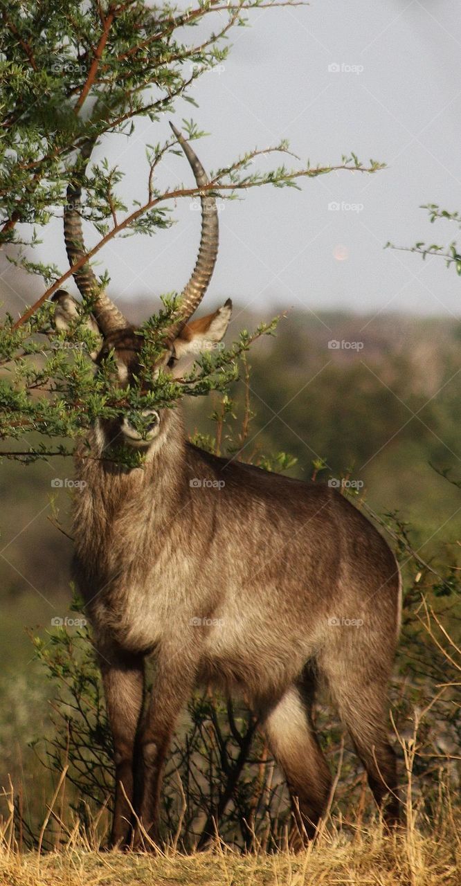 The beutifull Waterbuck.