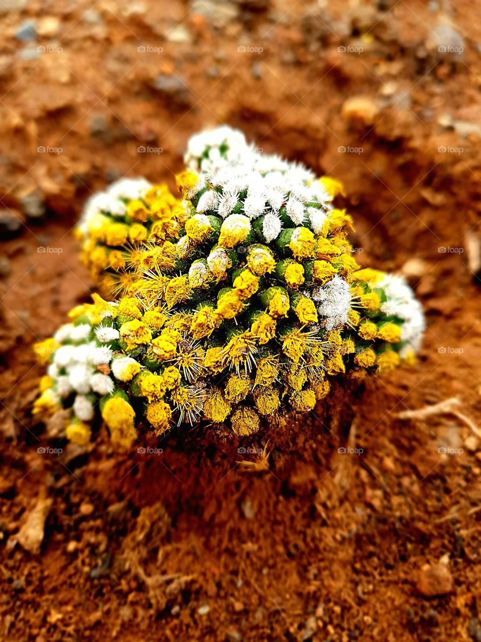 plant - very small cactus in the colour yellow and white