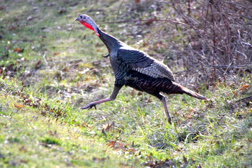 Wild Turkey