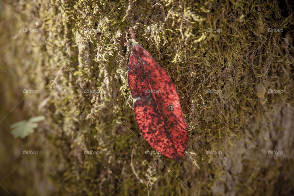 Red fall leaf on tree with moss
