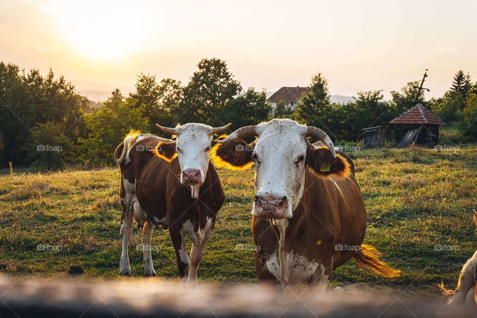 Two cows on a field with a sunset. Rural nature