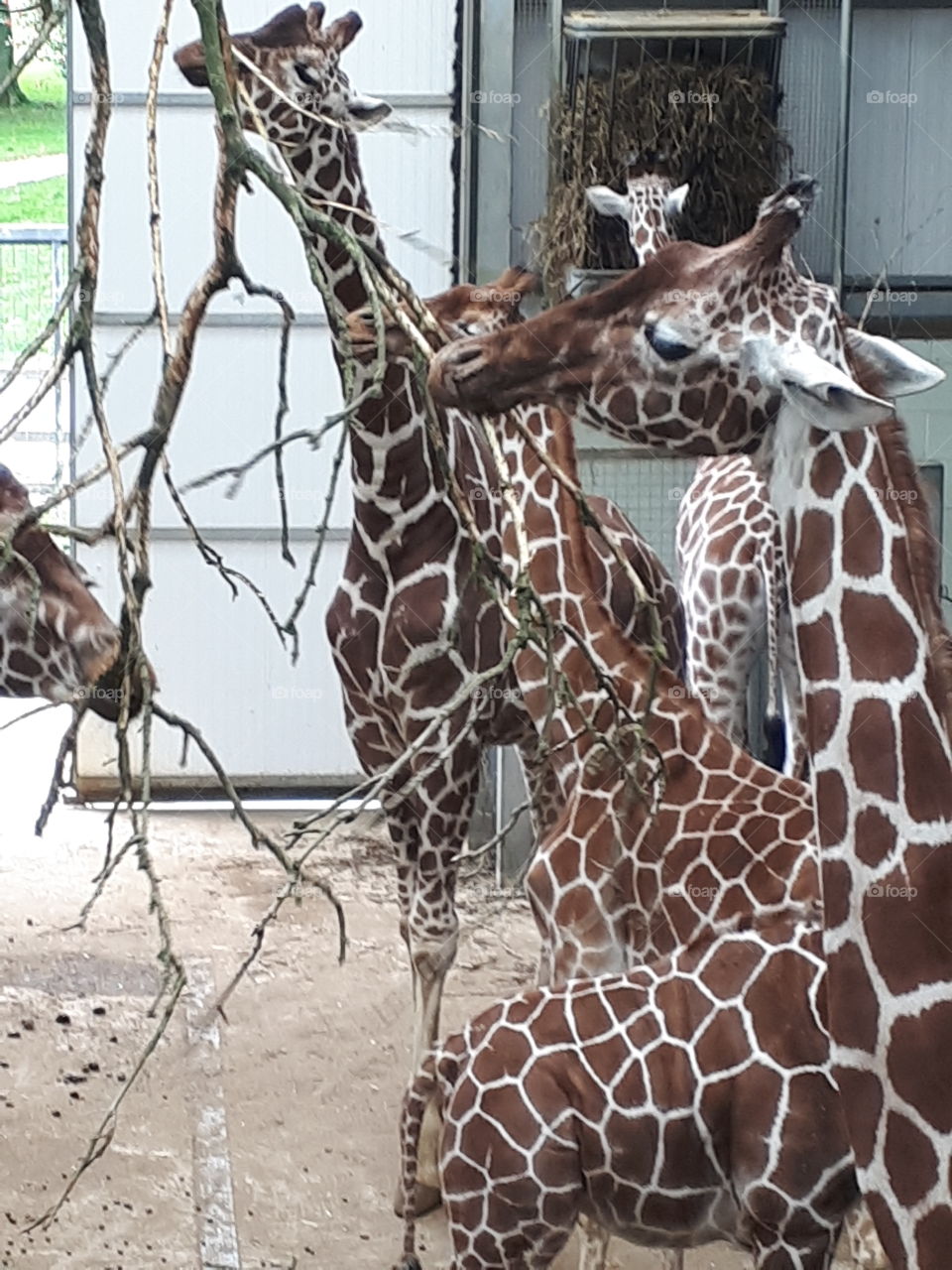 Giraffe, Wildlife, Nature, Wild, Animal