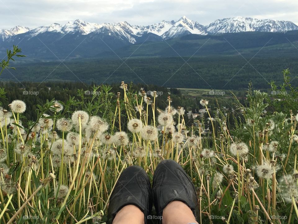 My point of view from a wildflower meadow overlooking the majestic snow capped Canadian Rockies. 