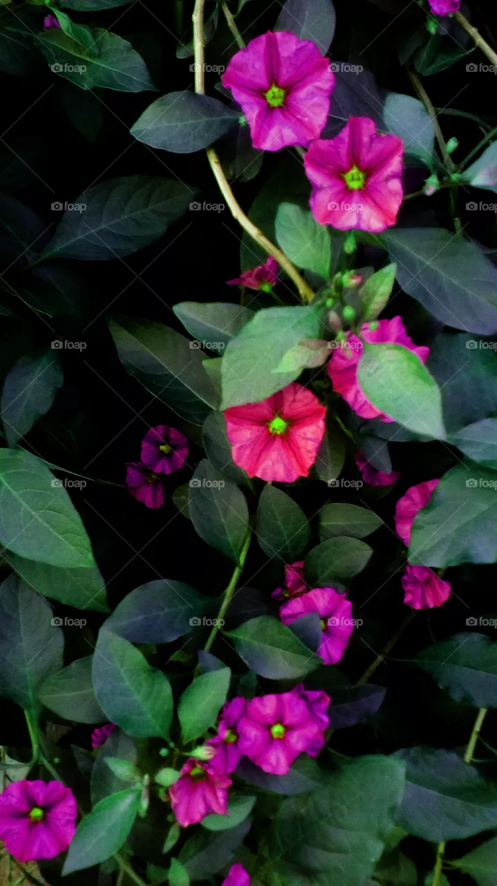 Flower