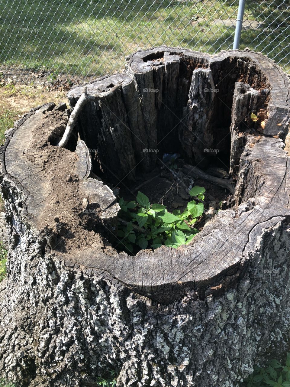 Tree stump 