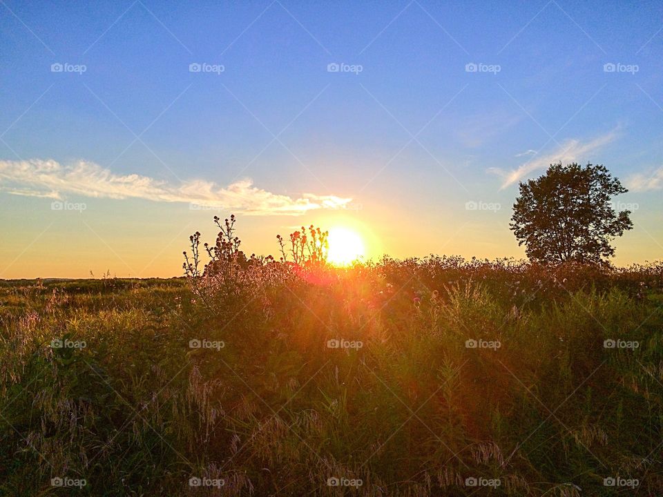 Field of dreams . Sunset in the fields 