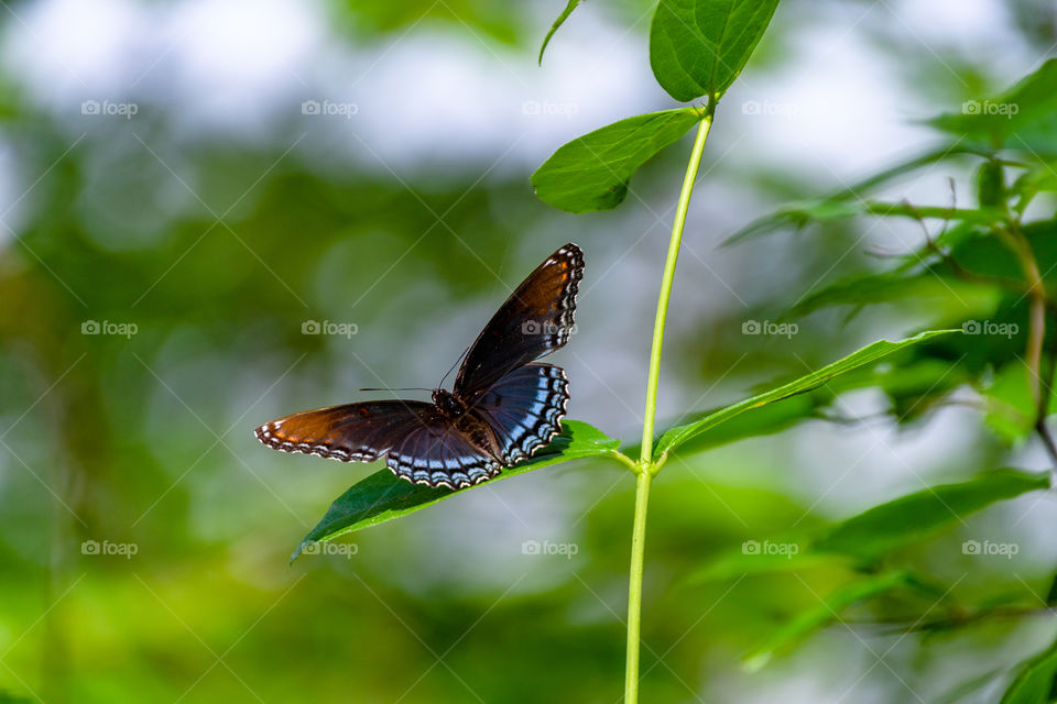 Incredible bokeh photo of a beautiful butterfly with a green background. Took this photo in Starved Rock State Park, IL. 