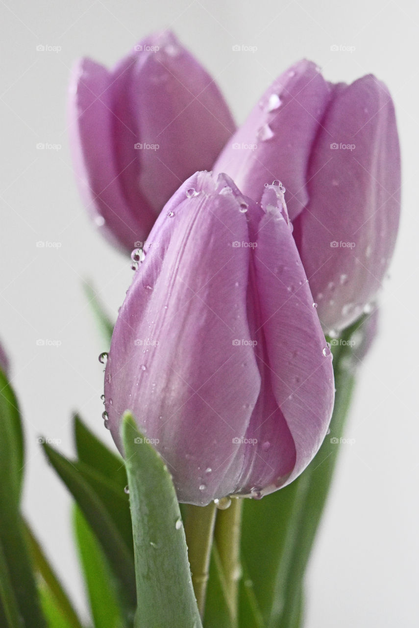 Close-up of tulip flower with water drop