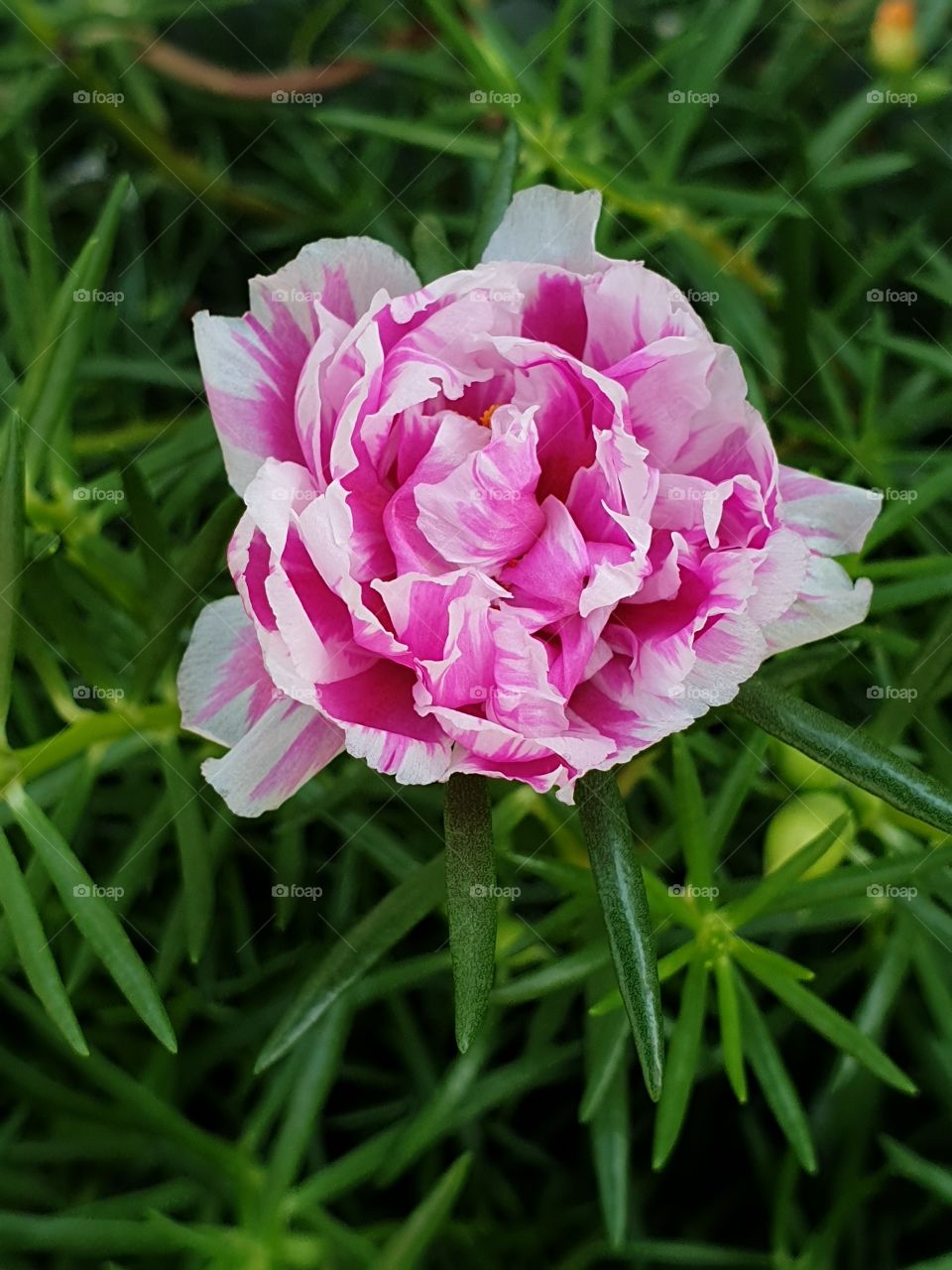 the portulaca grandiflora