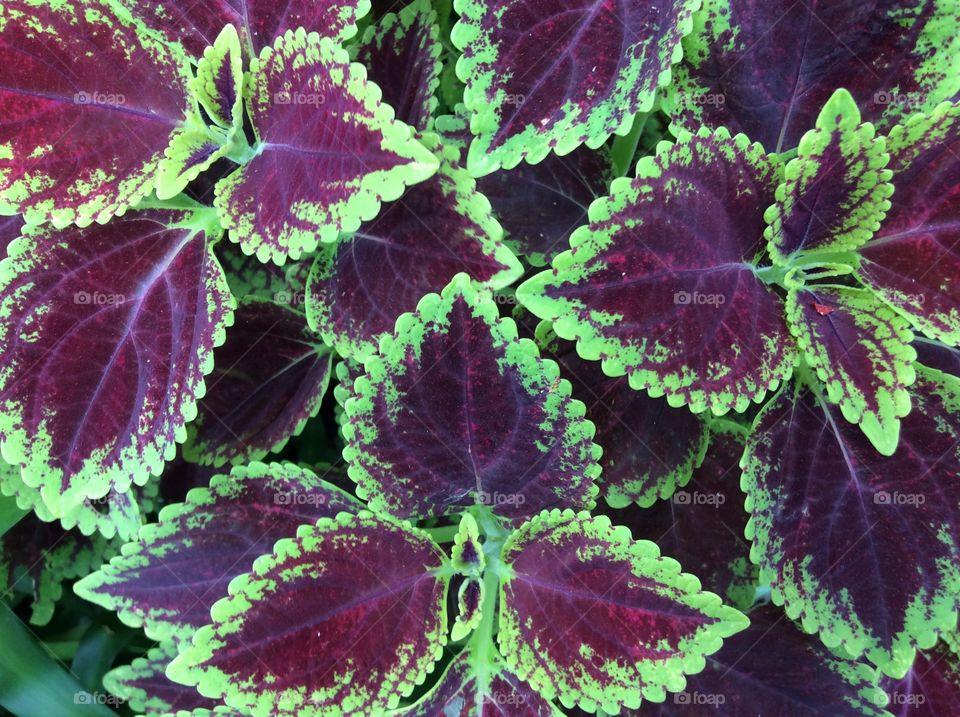 leaves. Background leaf