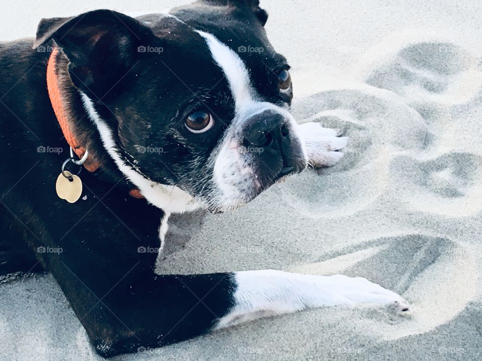 Boston terrier sandy beach
