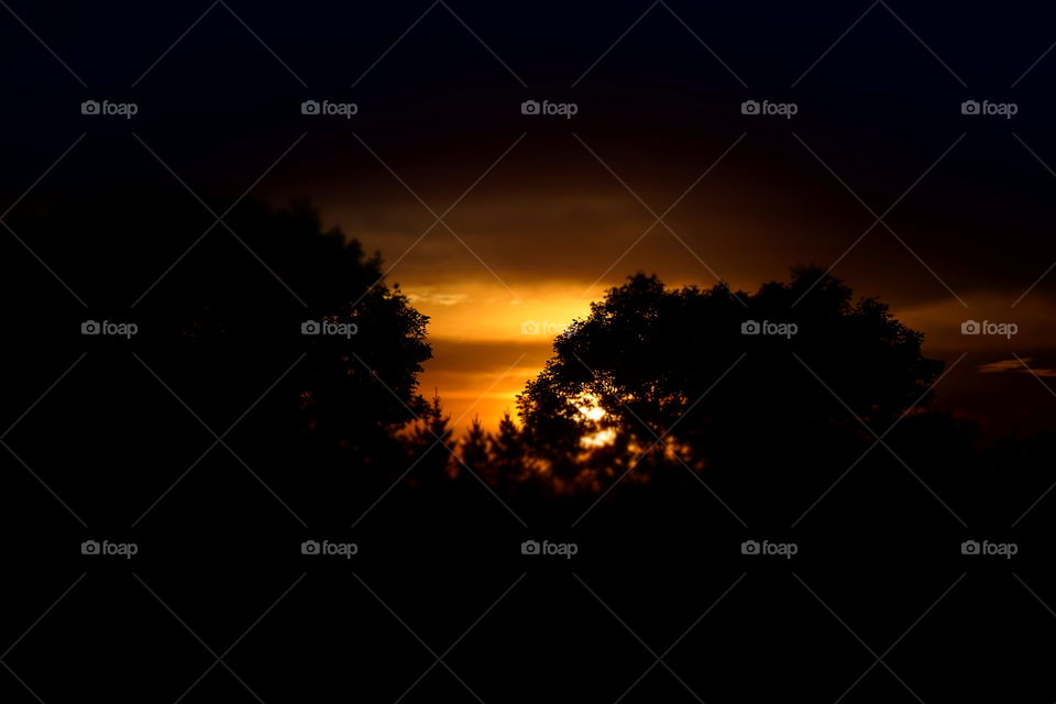 Silhouette of trees during sunset