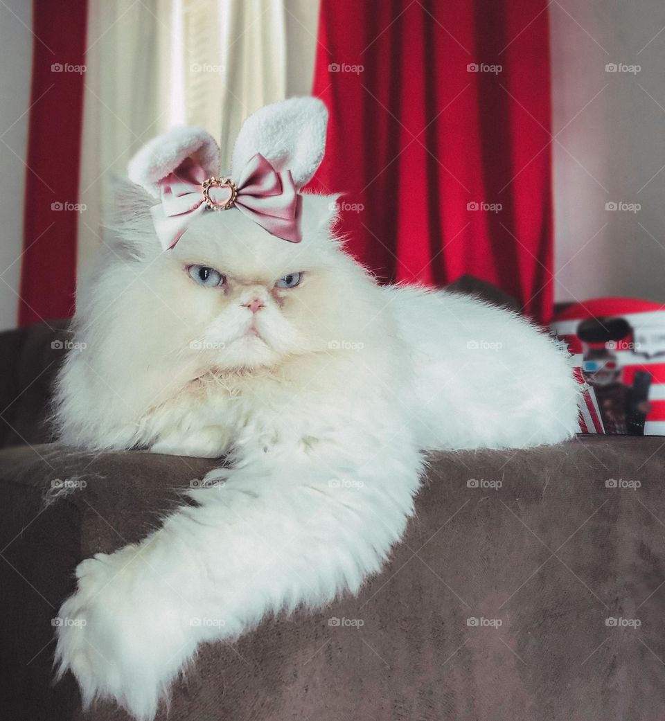 this is a rabbit... oops I don't think so