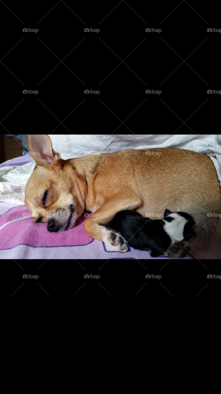 A little chihuahua with his mother