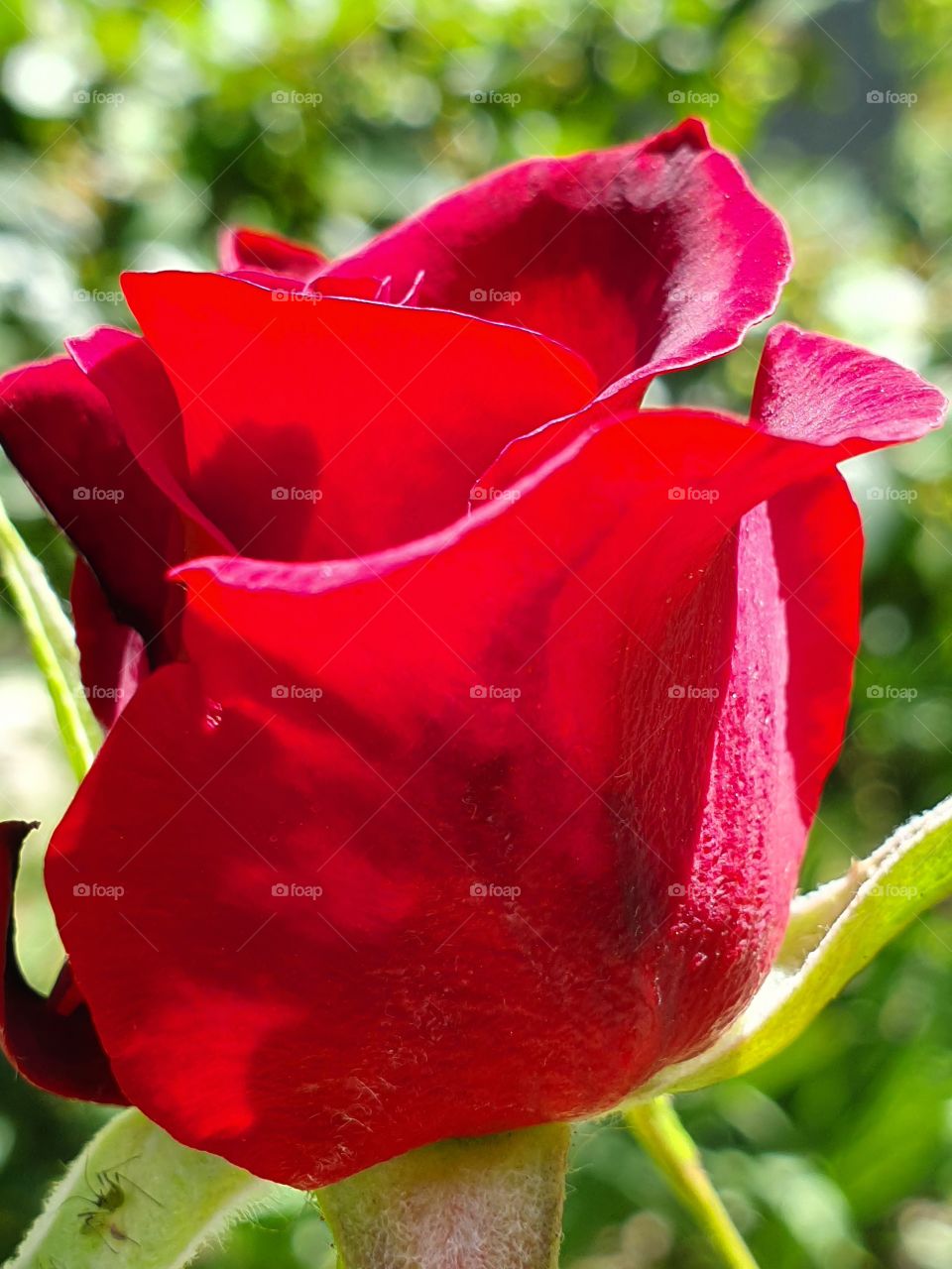 passionate red rose in summer garden