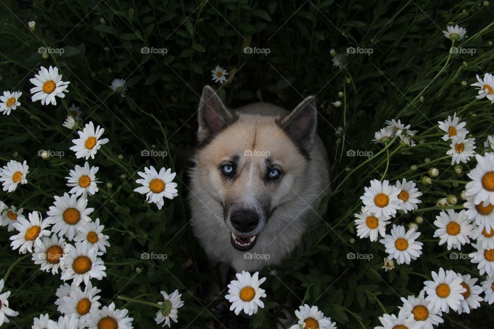 Dog meadow 