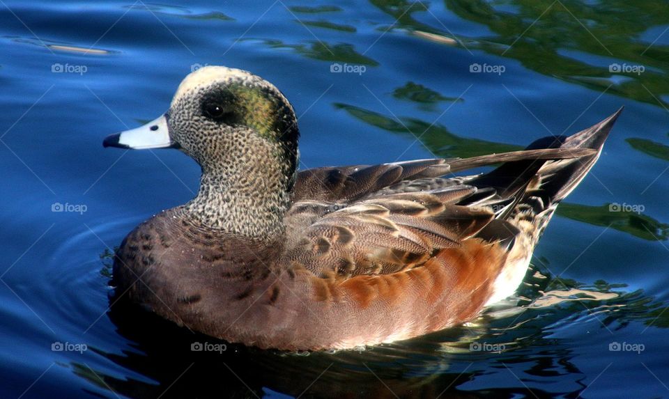 Wigeon Duck in the Water