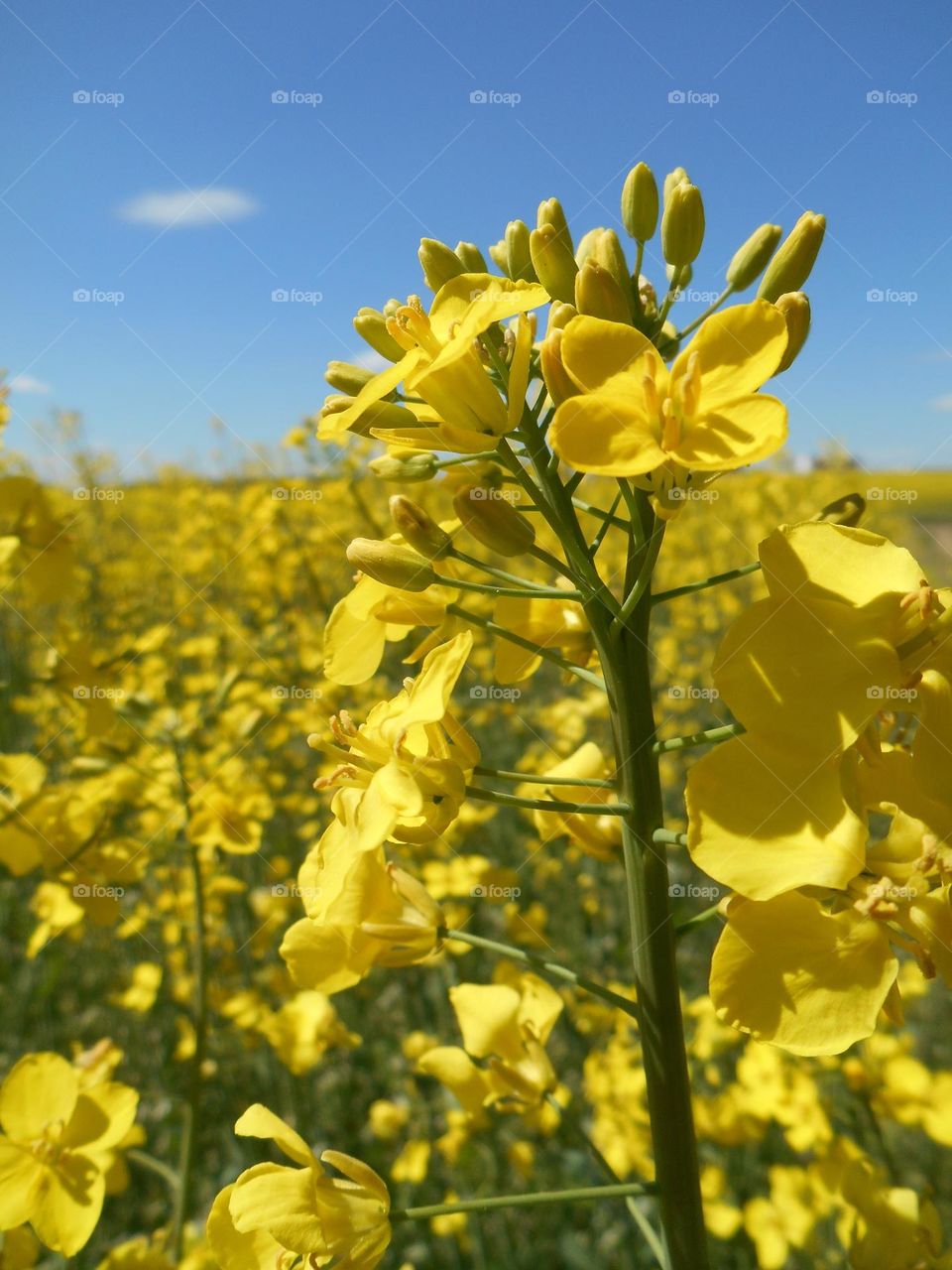 spring nature landscape yellow rapeseed field