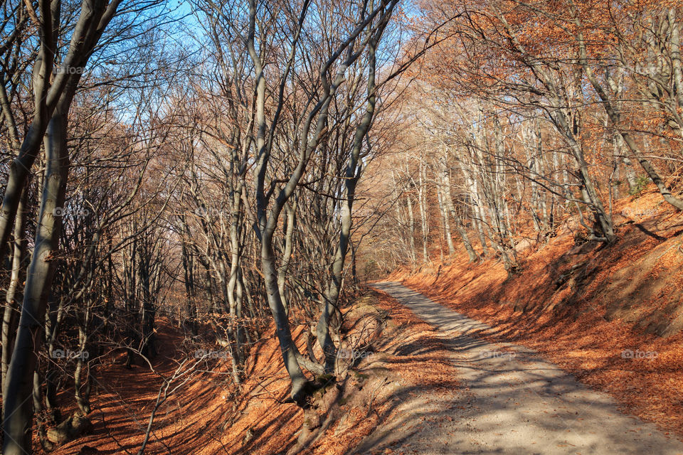 Amazing autumn scene in the woods with beautiful shadows of trees