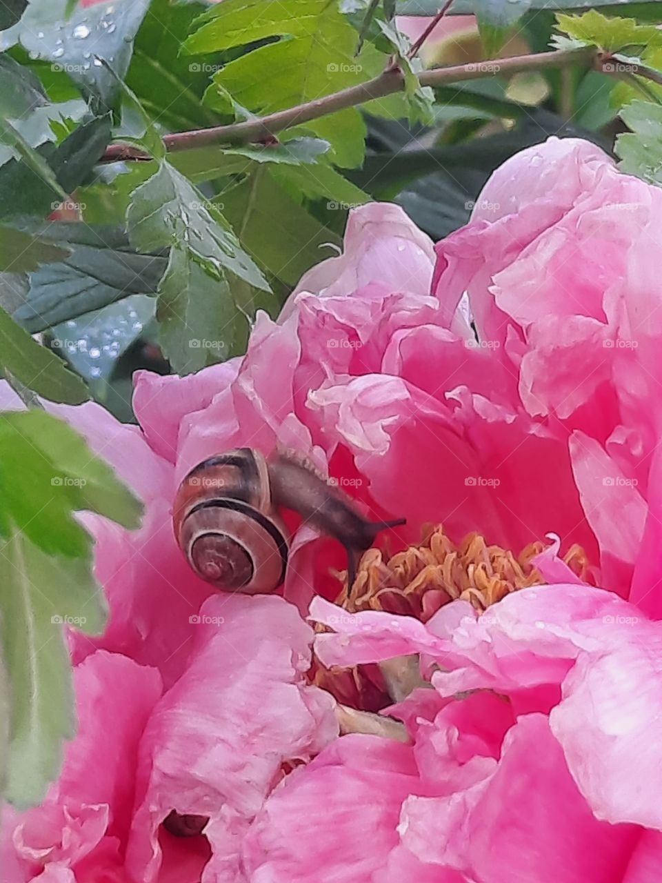 small shell snail  on ping petals of peony