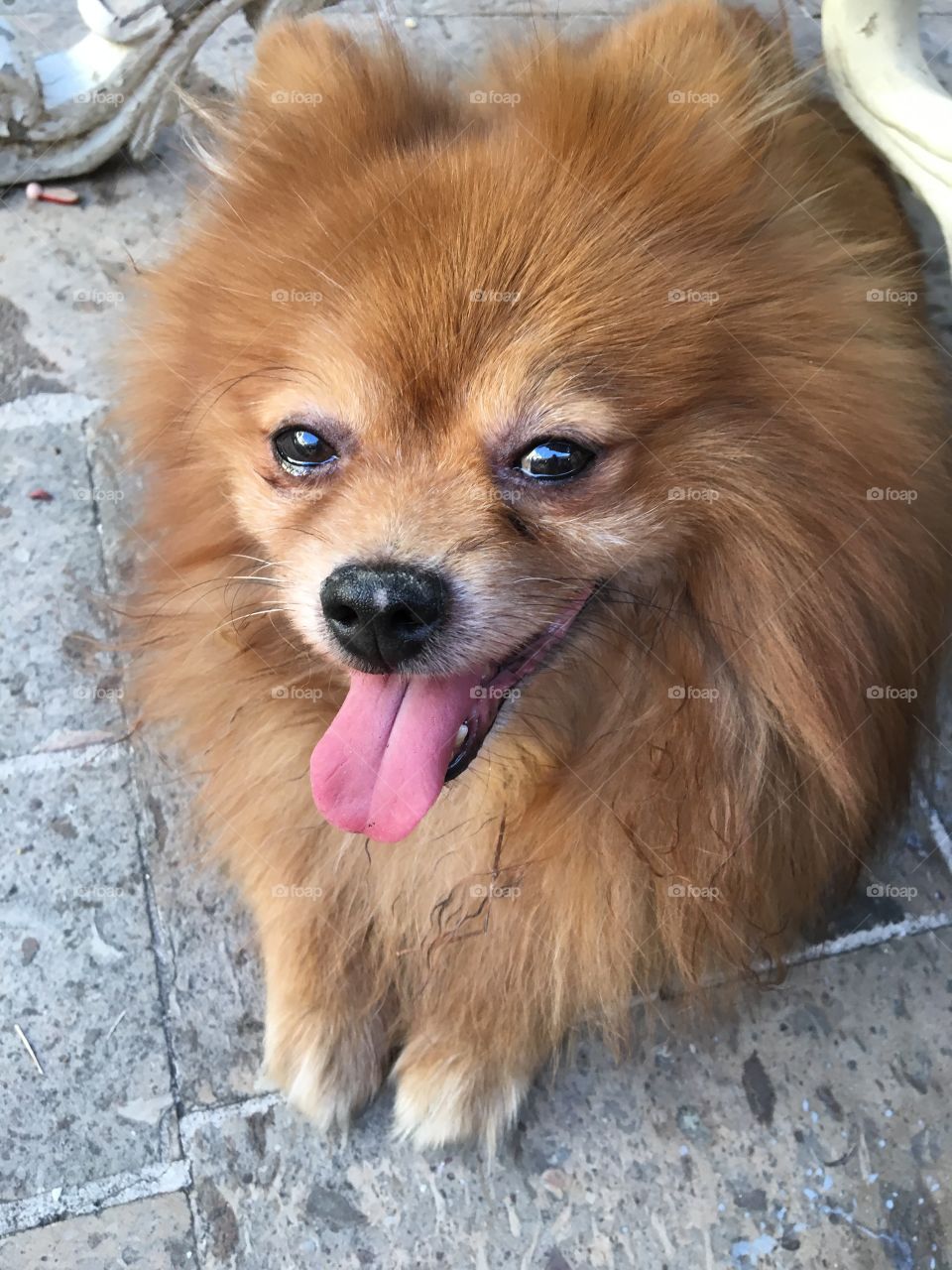 Pomeranian 