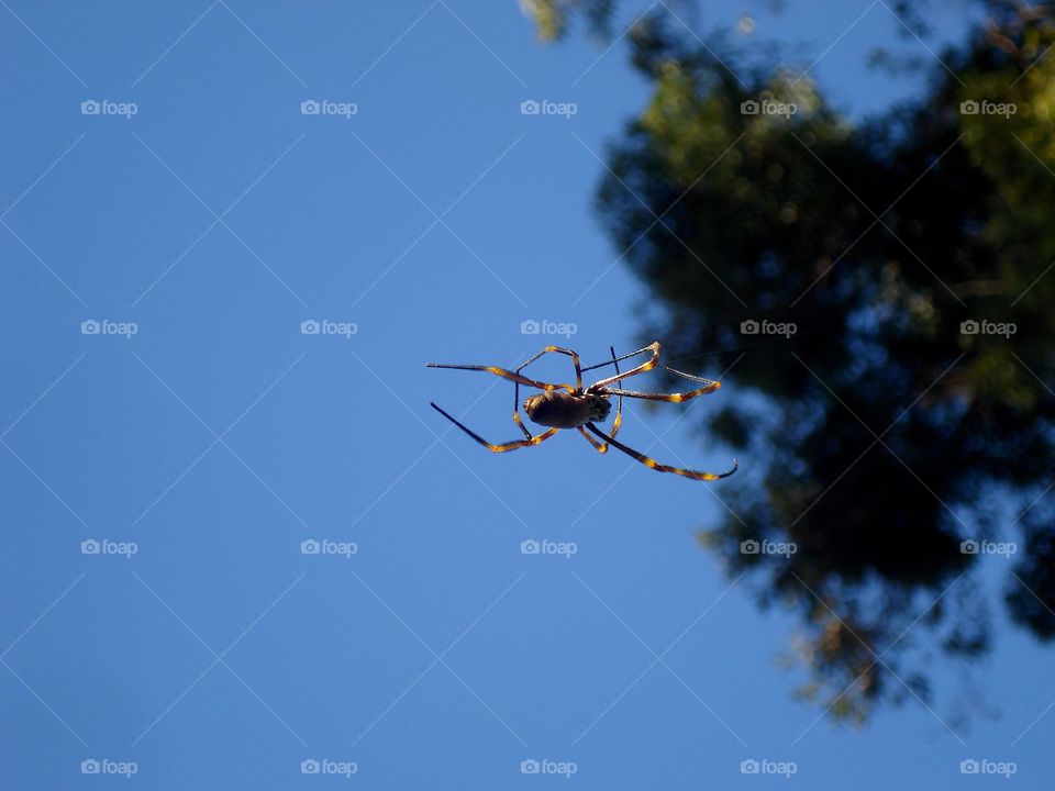 Spider in the air