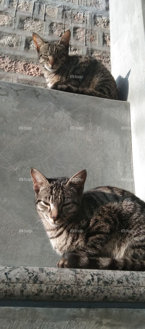 there are two baby kitten who are taking sun bath