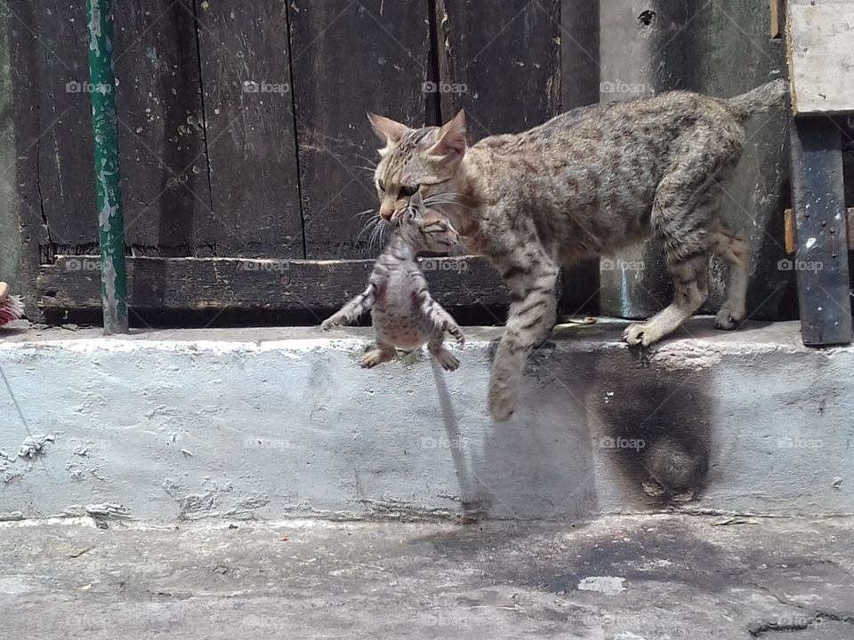 Mother Cat Catch it's Son..