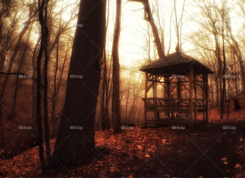 Wooden Gazebo in the Foggy Forest 