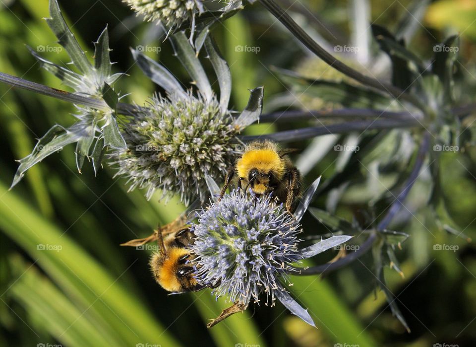 2 Bee's or not 2 Bee's (that is the question)?