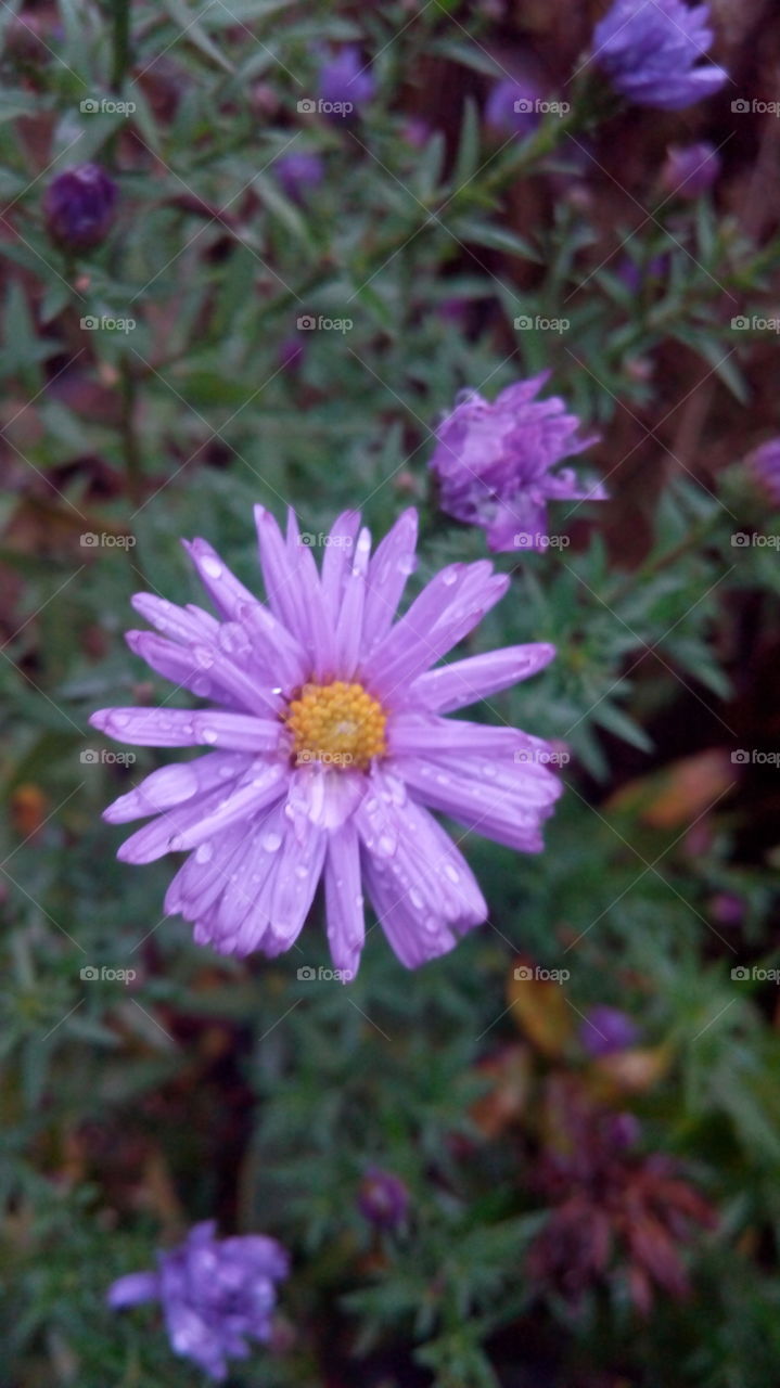 Purple flower with water drop