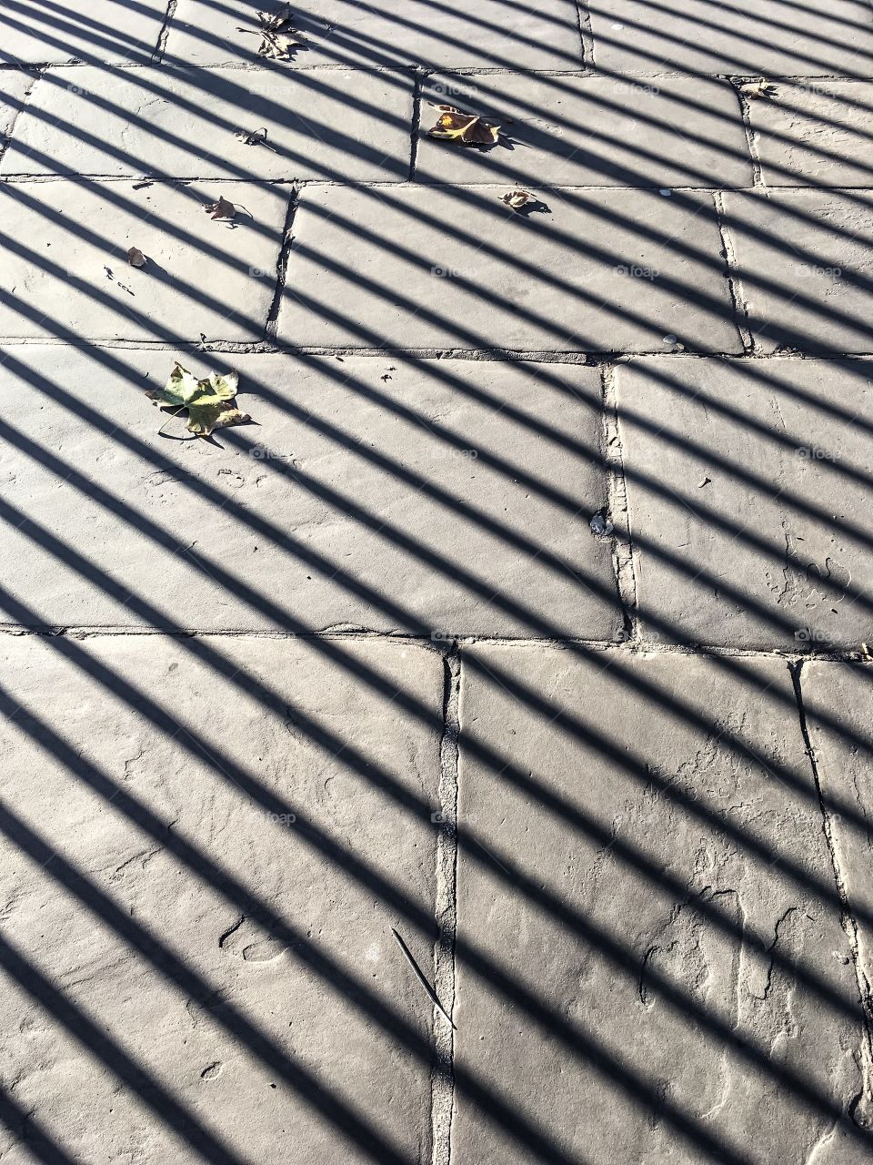 Shadows on pavement 