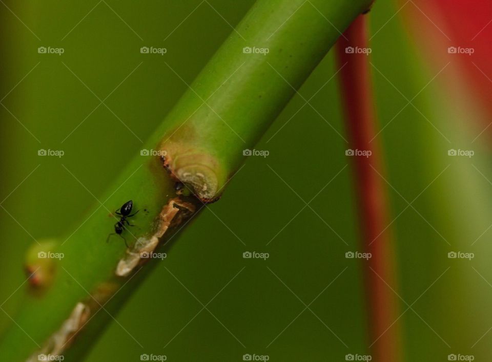 Macro Ant on a Branch