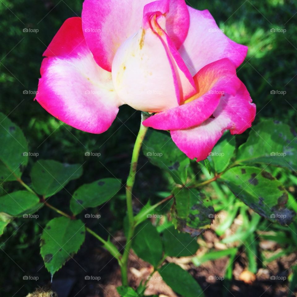 Uma flor cor de rosa, mostrando toda a sua beleza! Cores forte e muito belaa!