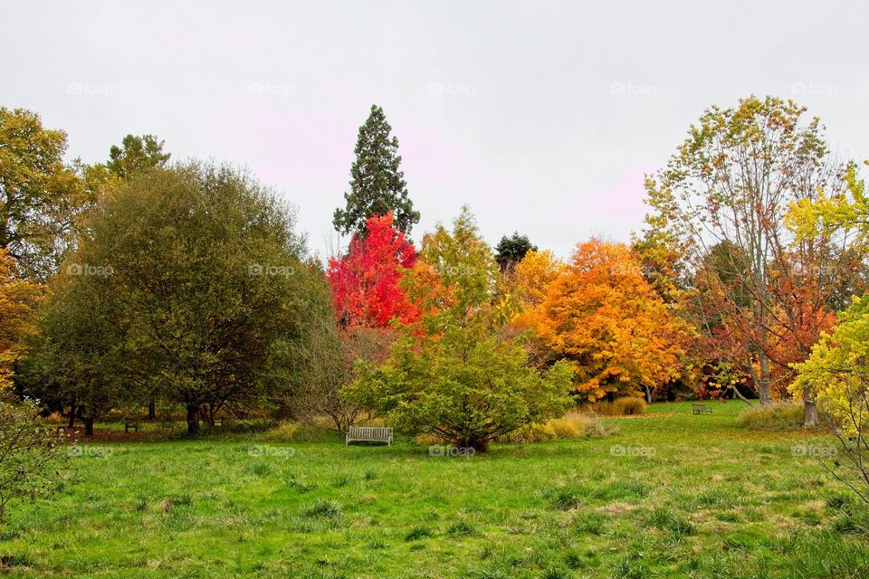 autumn tree in the park