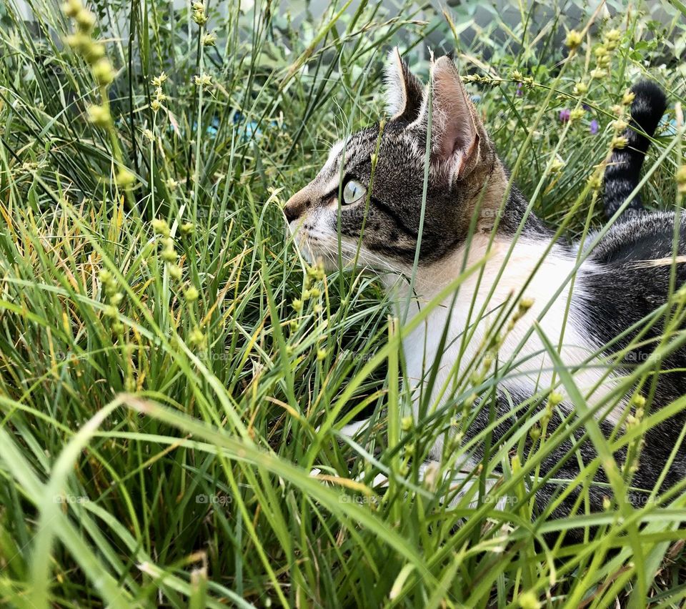 A young tabby cat has her sights on something off camera, from her hiding place in the long grass