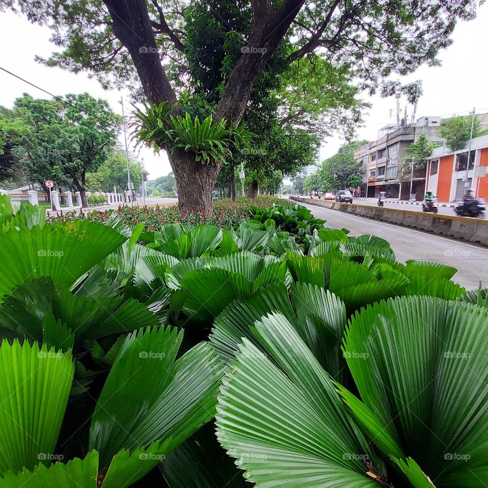 a park between two lanes