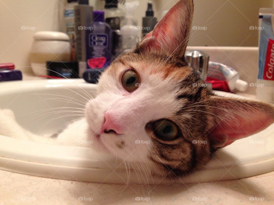 My baby relaxing in the sink