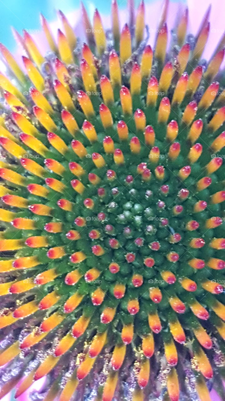 I planted this flower from bulbs but cannot remember the name of the flower. thought the center was interesting so here is a close up.  So many colors.